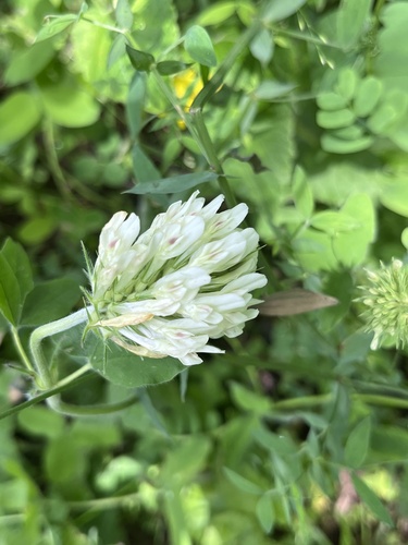 Trifolium canescens, photograph 2