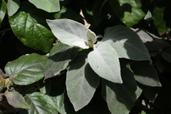 Barleria albostellata