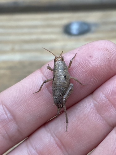 iNaturalist observation photo of Chaparral camel crickets