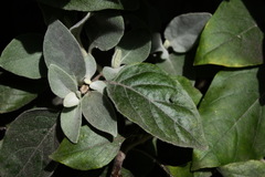 Barleria albostellata