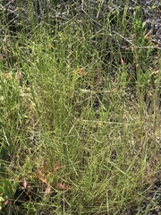 Agrostis pallens