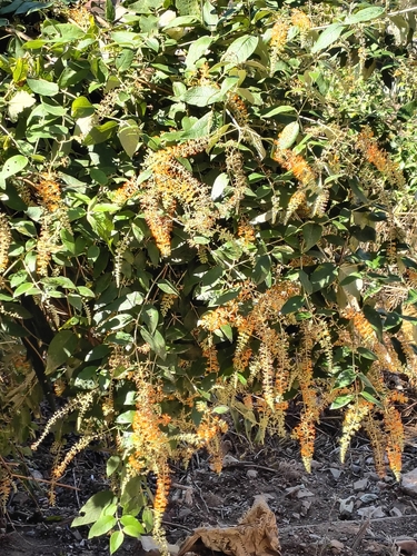 Buddleja madagascariensis, photograph 2