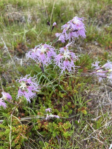 Fringed Pink