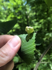 Tetraneura