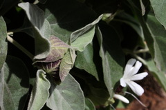 Barleria albostellata