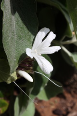 Barleria albostellata