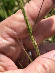 Agrostis pallens