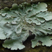 Greenshield Lichens - Photo (c) John Beetham, some rights reserved (CC BY-NC), uploaded by John Beetham