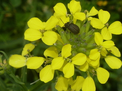 Erysimum maremmanum