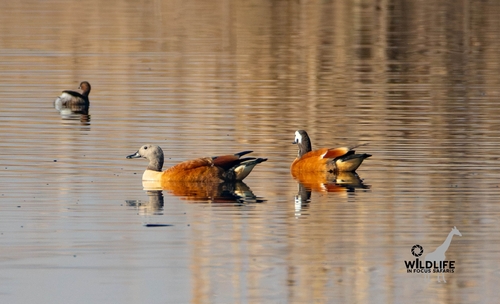 iNaturalist image