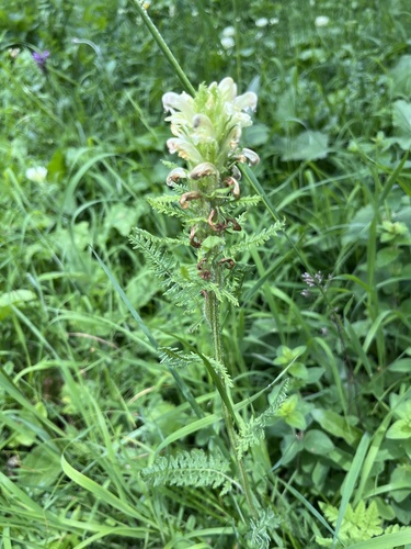 Pedicularis sibthorpii, photograph 2