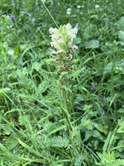Pedicularis sibthorpii, photograph (c) Наталья Пикалова, some rights reserved (CC BY)