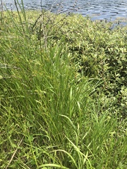Juncus diffusissimus