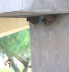 Petrochelidon pyrrhonota