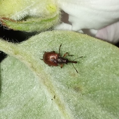 Tatianaerhynchites aequatus