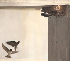 Petrochelidon pyrrhonota