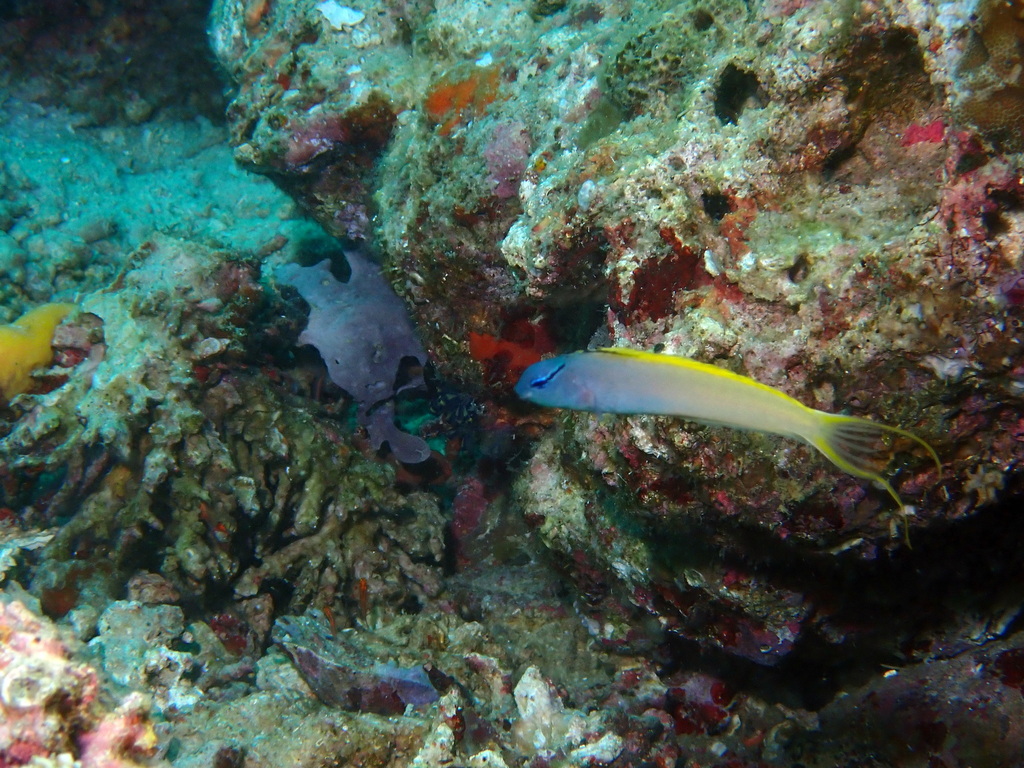 Eyelash Fangblenny