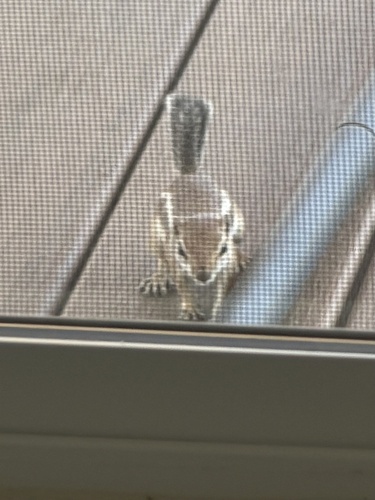 White-tailed Antelope Squirrel observed by neatbug