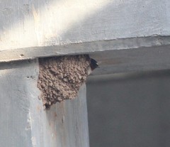 Petrochelidon pyrrhonota