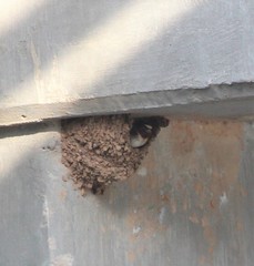 Petrochelidon pyrrhonota