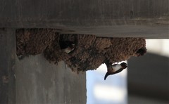 Petrochelidon pyrrhonota