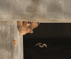 Petrochelidon pyrrhonota