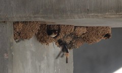 Petrochelidon pyrrhonota