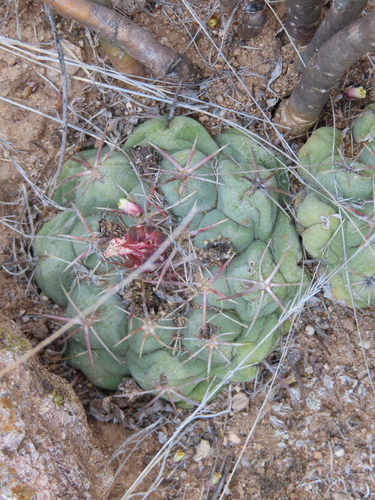 Thelocactus hexaedrophorus