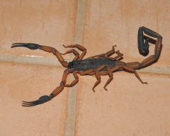 Centruroides margaritatus