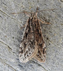 Semioscopis aurorella