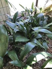 Aspidistra