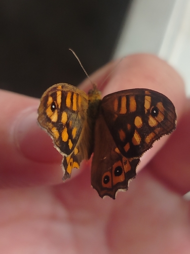 Speckled Wood