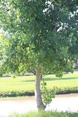 Populus deltoides