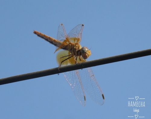 Orange-winged Dropwing