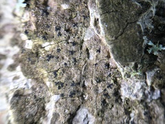 Pseudoschismatomma rufescens