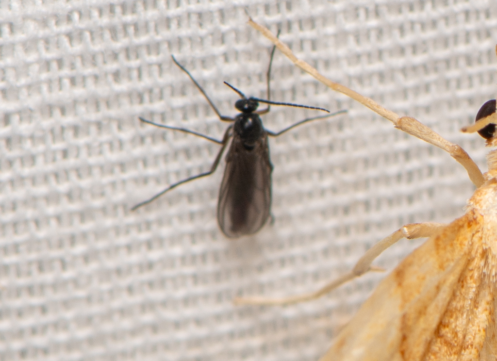 Sciara sciophila