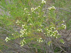 Baccharis boliviensis