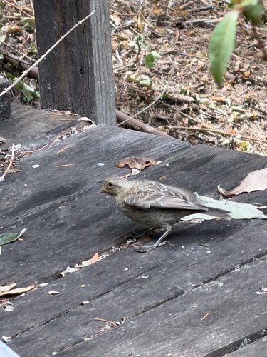 Brown-headed Cowbird photographed in California