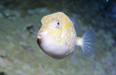 Anoplocapros inermis