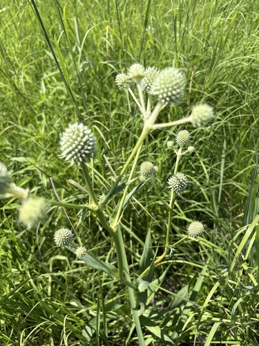 rattlesnake master