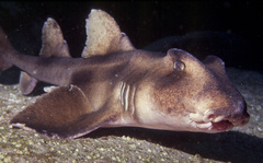 Crested Bullhead Shark photo 5