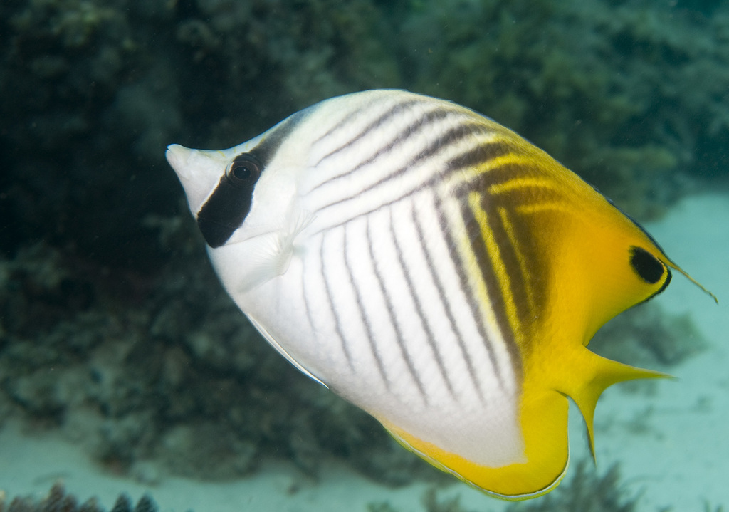 Photo of Threadfin butterflyfish (Chaetodon auriga)