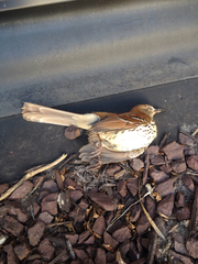 Hylocichla mustelina