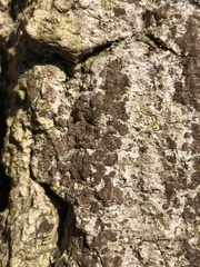 Pseudoschismatomma rufescens