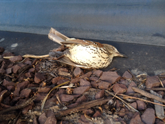 Hylocichla mustelina