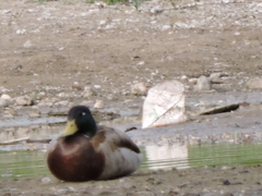 Anas platyrhynchos