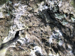 Pseudoschismatomma rufescens