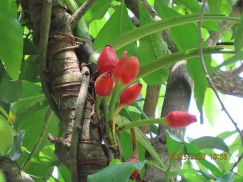Syngonium podophyllum
