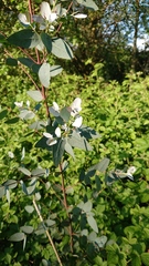 Eucalyptus gunnii