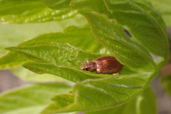Polydrusus mollis